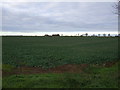 Crop field, Winterton