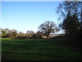 Field near Freston Wood