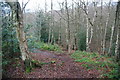 Woodland path on Mousehold Heath