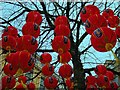 Chinese Lanterns in St Ann