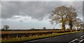 Tree-lined Watling Street