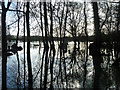 Flooded wood by old ferry landing