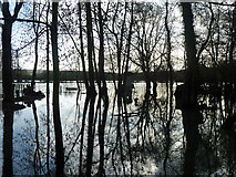 SU8083 : Flooded wood by old ferry landing by Robin Webster