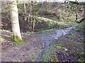 Snowdrops on Glyndwr