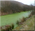 SS7491 : Green slime on a drainage channel, Baglan by Jaggery