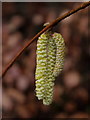 Hazel catkins, Corylus avellana