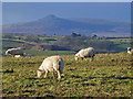 Pasture near Trefigin, Monington