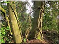 SX9157 : Ivy on trees, The Grove by Derek Harper