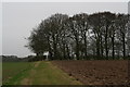 Clump of trees on the path to Welton le Wold