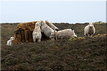 HP5801 : Sheep at a feeder, near Shirva, Uyeasound by Mike Pennington