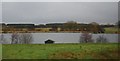 Baden Hall Fishery