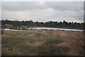 Doxey Marshes