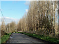 Shelter trees along Buckland Road