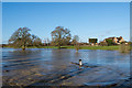 River Mole in flood