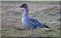 HP6309 : Bean Goose (Anser fabalis), Baltasound by Mike Pennington