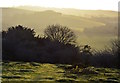 SU7093 : Mossy path on Watlington Hill, Oxfordshire by Edmund Shaw
