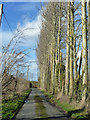 Poplar windbreak