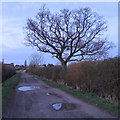 TL9509 : Tree on Thistly Road, Tollesbury by Roger Jones