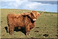NT1794 : Highland Cow at Easter Cartmore by edward mcmaihin