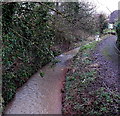 Barton Brook, Raglan