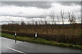 Cut and laid hedge and plantation, under a threatening sky