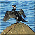 TA0489 : Cormorant drying out by Pauline E