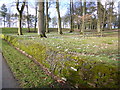 Woodland behind Downton Hall, Shropshire