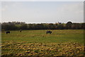 Horses grazing