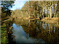 Tree Reflections in the Basingstoke Canal