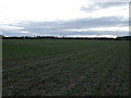 Crop field near Spanby