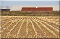 North Petherton : Ploughed Field