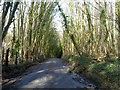 Rumstead Lane in Squirrel Wood