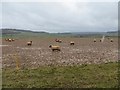 Strip grazed sheep