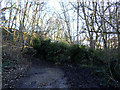 Fallen tree in Maryon Wilson Park (2)