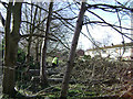 SP2965 : Fallen poplars, Emscote Gardens, Warwick  by Robin Stott
