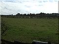 Grazing near Polesworth