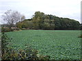 Crop field and woodland near Grendon