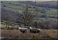 Mucky and Unlucky Sheep, Gilbert Hill, Langsett, near Stocksbridge