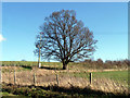 Tree near Wilden Park Road