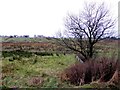 Rushy ground, Beaghbeg