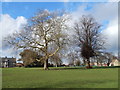 Trees in Whitehouse recreation ground