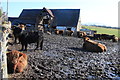 Highland cattle at Two Park farm