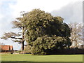 Trees in Whitehouse recreation ground