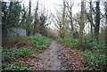 Path, Bostall  Woods