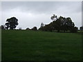 Grazing near Shenton