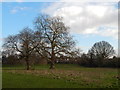 Trees in Whitehouse recreation ground (looking South)