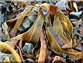 Seaweed, Grey Point, Helen