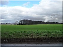 SE5521 : White Field, north of Whitefield Lane by Christine Johnstone