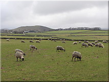 SK1381 : Sheep near Rowter Farm by Gareth James