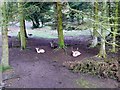 Fallow deer at Dean Castle Country Park